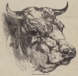 O Melhor Touro Curto-Chifrudo